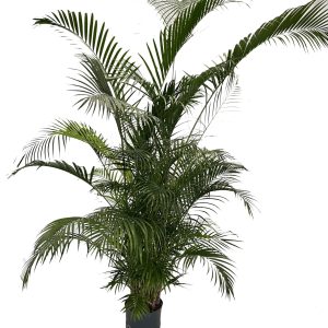 Areca chrysalidocarpus lutescens