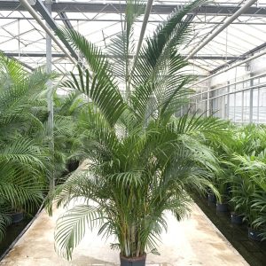 Areca chrysalidocarpus lutescens