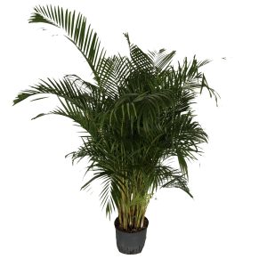 Areca chrysalidocarpus lutescens