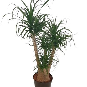 Beaucarnea recurvata