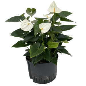 Anthurium andreanum wit 3pp