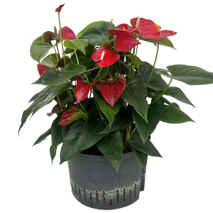 Anthurium andreanum rood 3pp
