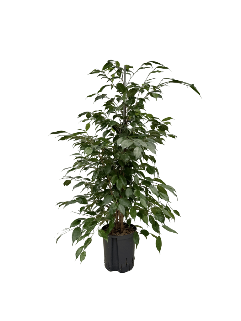 IMG 0871 Scaled Scaled 1 768x1024