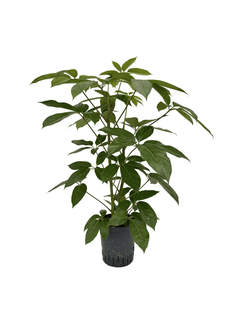 IMG 0873 Scaled Scaled 1 768x1024