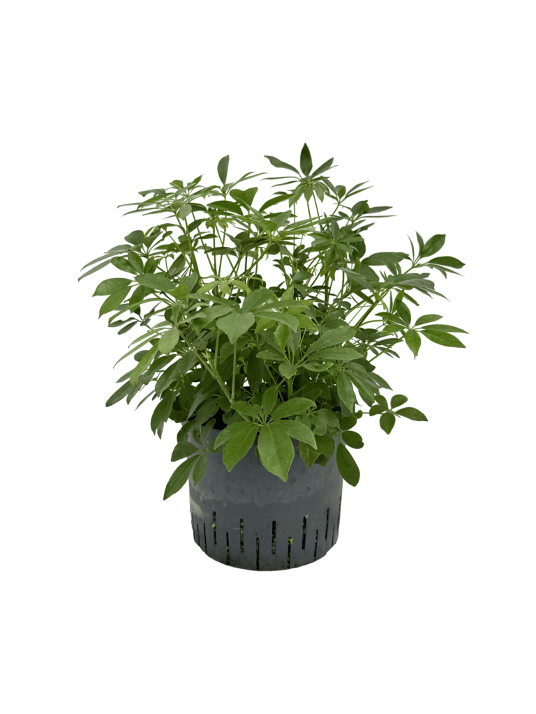 IMG 0908 Scaled Scaled 1 768x1024