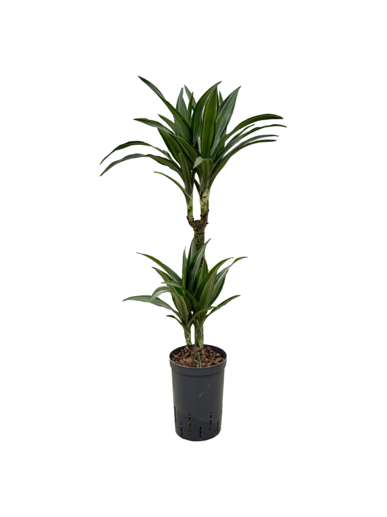 IMG 0912 Scaled Scaled 1 768x1024