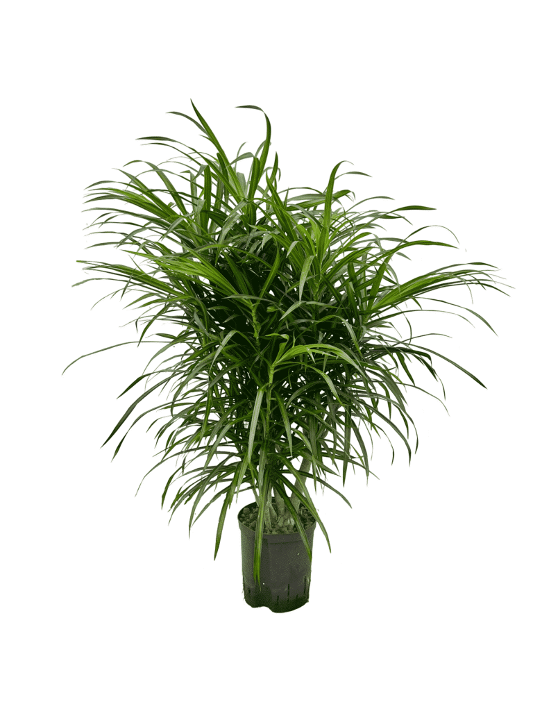 Img 6264 1 Scaled Scaled 1 768x1024